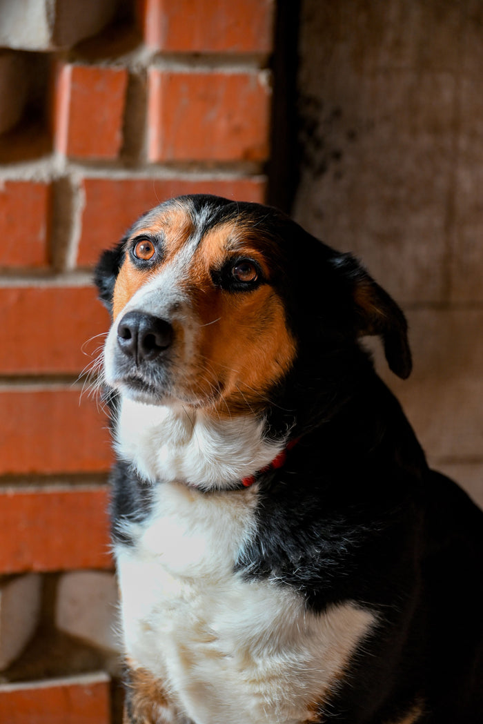Marine L., 2 dogs · Australian Shepherd